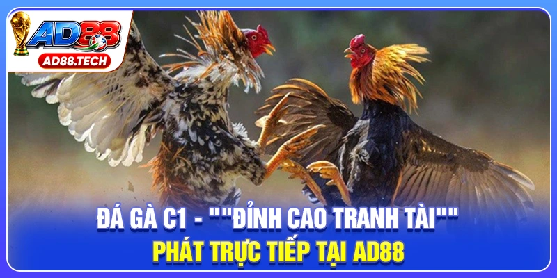 Đá Gà C1