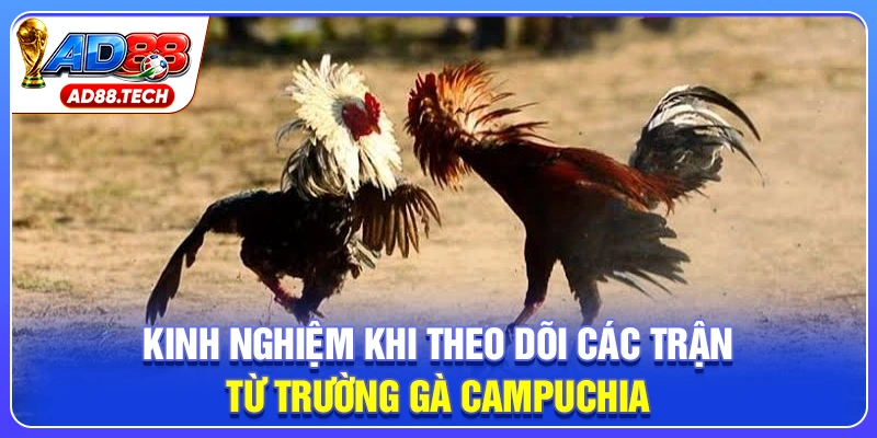 Kinh nghiệm khi theo dõi các trận từ trường gà Campuchia