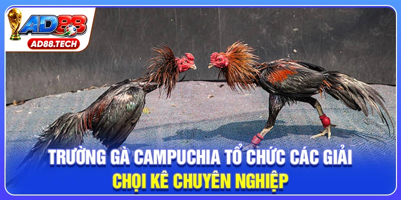 Trường gà Campuchia tổ chức các giải chọi kê chuyên nghiệp