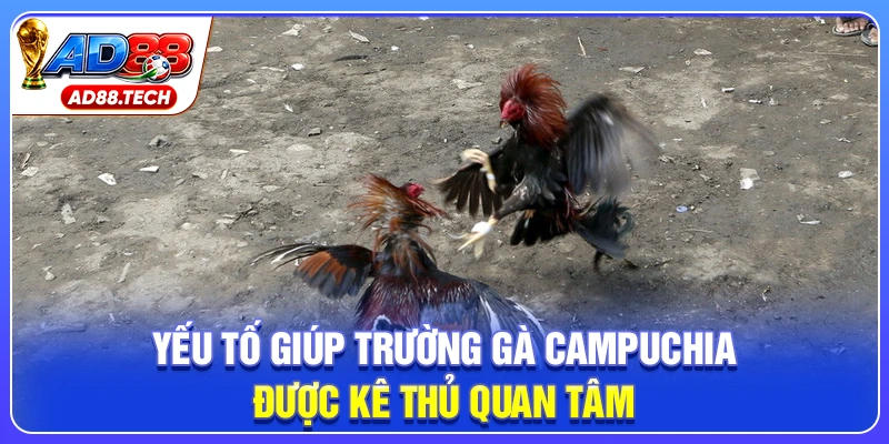 Yếu tố giúp trường gà Campuchia được kê thủ quan tâm
